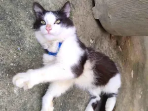 Gato raça SRD-ViraLata idade 1 ano nome Frajola 