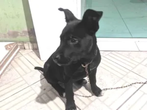 Cachorro raça Pit-Bull idade 2 a 6 meses nome Thor