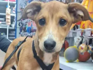 Cachorro raça SRD-ViraLata idade 2 a 6 meses nome FRANK