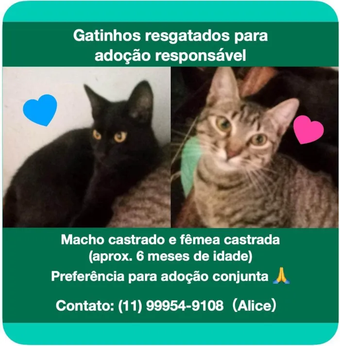 Gato ra a SRD-ViraLata idade 2 a 6 meses nome Toddy e Cacau 