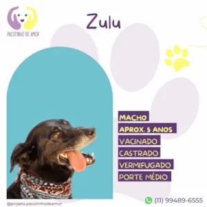 Cachorro raça SRD-ViraLata idade 1 ano nome Zulu