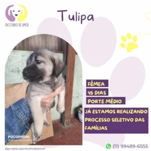 Cachorro raça SRD-ViraLata idade 2 a 6 meses nome Tulipa