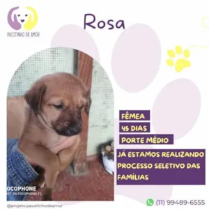 Cachorro raça SRD-ViraLata idade 2 a 6 meses nome Rosa