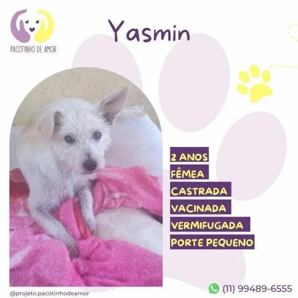 Cachorro ra a SRD-ViraLata idade 1 ano nome Yasmin