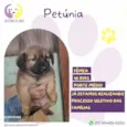 Petunia