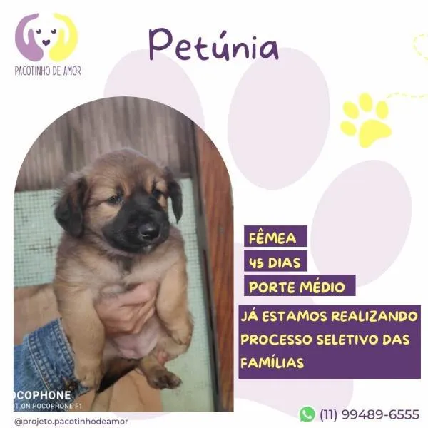 Cachorro ra a SRD-ViraLata idade 2 a 6 meses nome Petunia