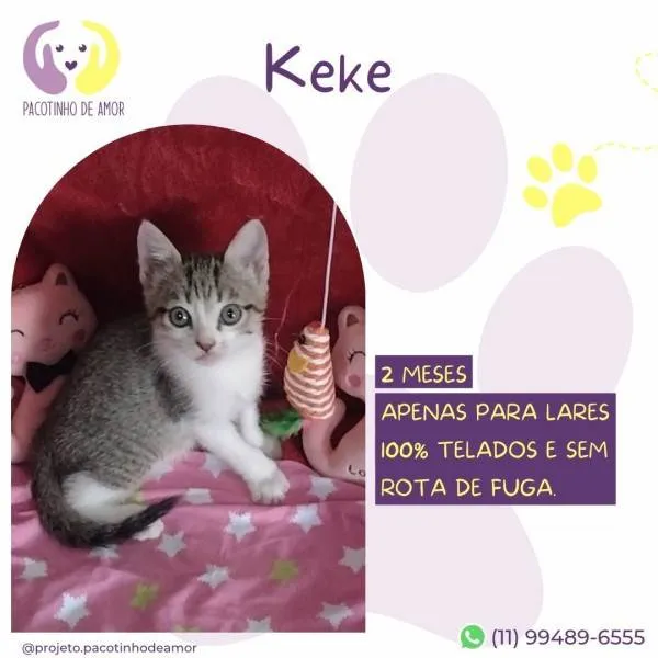 Gato ra a SRD-ViraLata idade 2 a 6 meses nome Keke