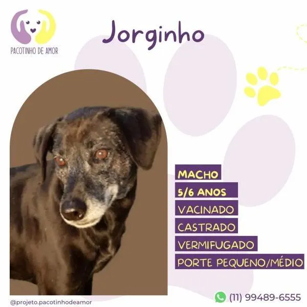 Cachorro ra a SRD-ViraLata idade 1 ano nome Jorginho