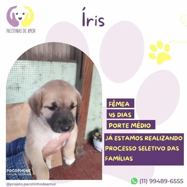 Cachorro ra a SRD-ViraLata idade 2 a 6 meses nome Iris