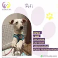 Fifi