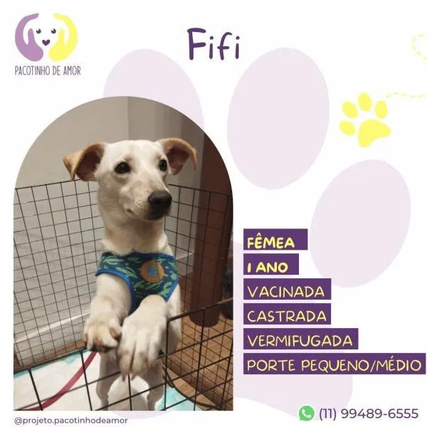 Cachorro ra a SRD-ViraLata idade 1 ano nome Fifi