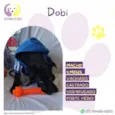 Dobi