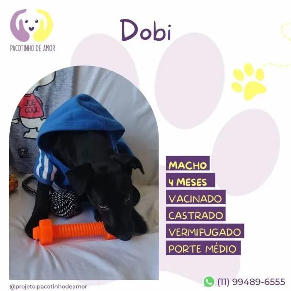 Cachorro ra a SRD-ViraLata idade 2 a 6 meses nome Dobi