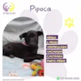 Pipoca