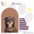 Amora