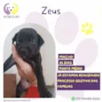 Zeus