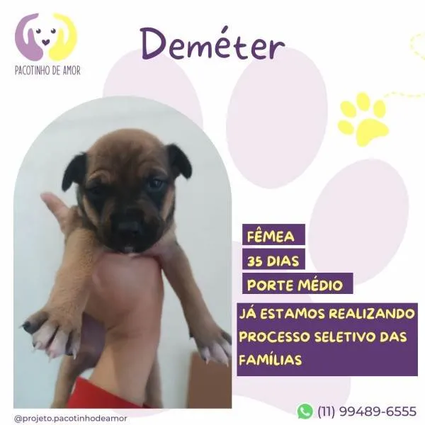 Cachorro ra a SRD-ViraLata idade 2 a 6 meses nome Demeter