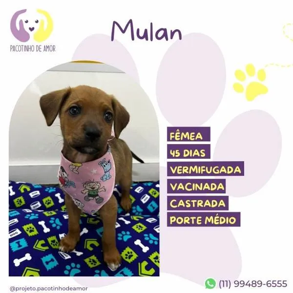 Cachorro ra a SRD-ViraLata idade 2 a 6 meses nome Mulan