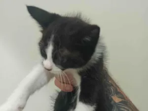 Gato raça SRD-ViraLata idade Abaixo de 2 meses nome Sem nome