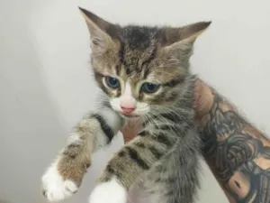 Gato raça SRD-ViraLata idade Abaixo de 2 meses nome Sem nome