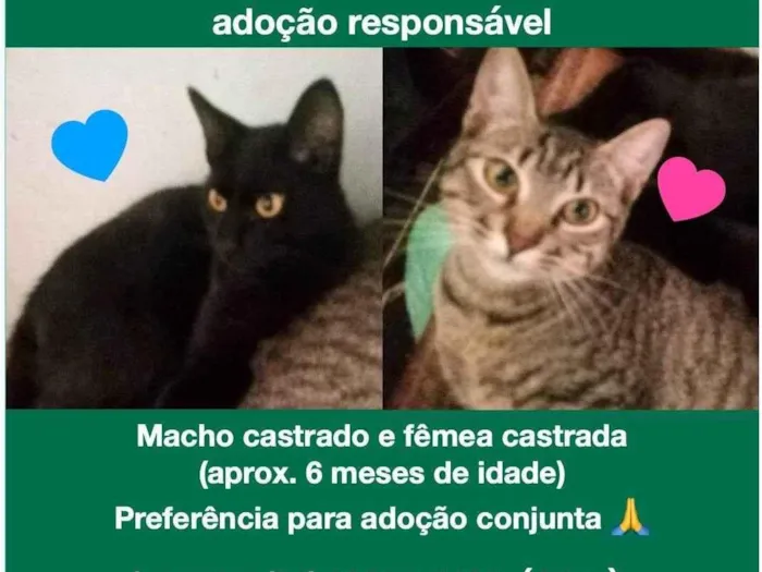 Gato ra a SRD-ViraLata idade 2 a 6 meses nome Toddy e Cacau 