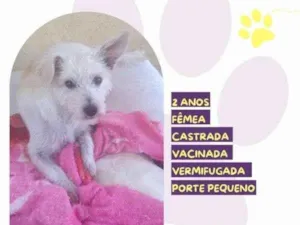 Cachorro raça SRD-ViraLata idade 1 ano nome Yasmin