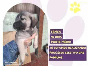 Cachorro raça SRD-ViraLata idade 2 a 6 meses nome Tulipa