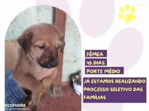 Cachorro raça SRD-ViraLata idade 2 a 6 meses nome Rosa