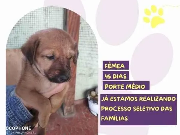 Cachorro ra a SRD-ViraLata idade 2 a 6 meses nome Rosa