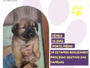 Cachorro raça SRD-ViraLata idade 2 a 6 meses nome Petunia