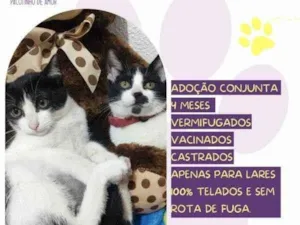 Gato raça SRD-ViraLata idade 2 a 6 meses nome Mia