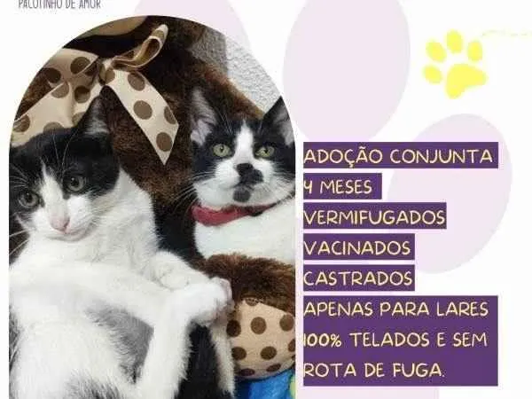 Gato ra a SRD-ViraLata idade 2 a 6 meses nome Mia