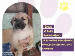 Cachorro raça SRD-ViraLata idade 2 a 6 meses nome Lirio