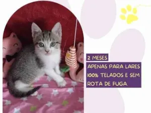 Gato raça SRD-ViraLata idade 2 a 6 meses nome Keke