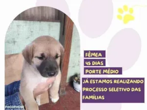 Cachorro raça SRD-ViraLata idade 2 a 6 meses nome Iris