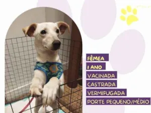 Cachorro raça SRD-ViraLata idade 1 ano nome Fifi