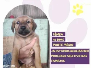 Cachorro raça SRD-ViraLata idade 2 a 6 meses nome Dalia