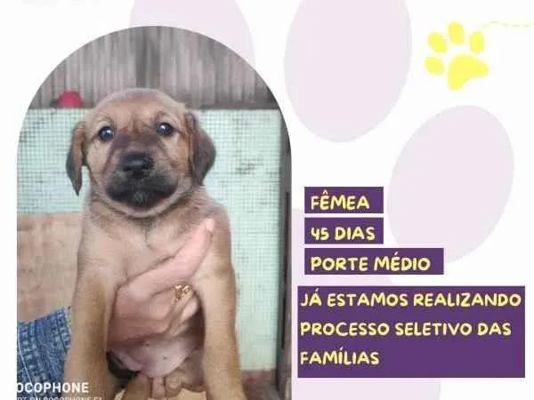 Cachorro ra a SRD-ViraLata idade 2 a 6 meses nome Dalia