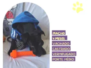 Cachorro raça SRD-ViraLata idade 2 a 6 meses nome Dobi