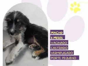 Cachorro raça SRD-ViraLata idade 1 ano nome Sebastiao