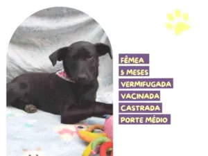 Cachorro raça SRD-ViraLata idade 1 ano nome Pipoca