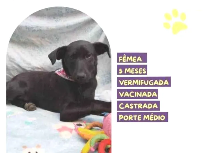 Cachorro ra a SRD-ViraLata idade 1 ano nome Pipoca