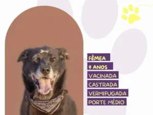 Cachorro raça SRD-ViraLata idade 1 ano nome Amora