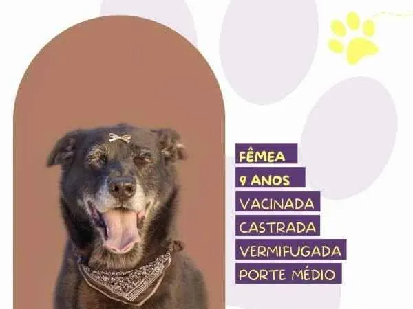 Cachorro ra a SRD-ViraLata idade 1 ano nome Amora