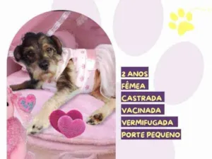 Cachorro raça SRD-ViraLata idade 1 ano nome Jade