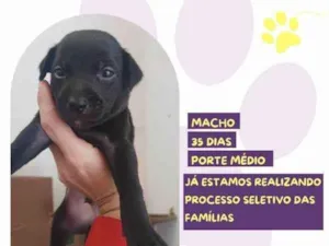 Cachorro raça SRD-ViraLata idade 2 a 6 meses nome Zeus