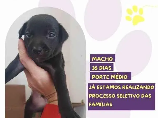 Cachorro ra a SRD-ViraLata idade 2 a 6 meses nome Zeus