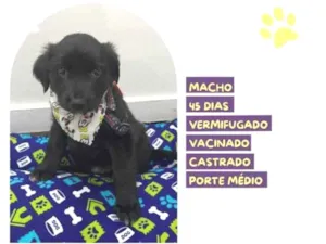 Cachorro raça SRD-ViraLata idade 2 a 6 meses nome Eric