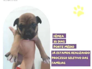 Cachorro raça SRD-ViraLata idade 2 a 6 meses nome Demeter