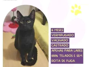 Gato raça SRD-ViraLata idade 1 ano nome Faisca